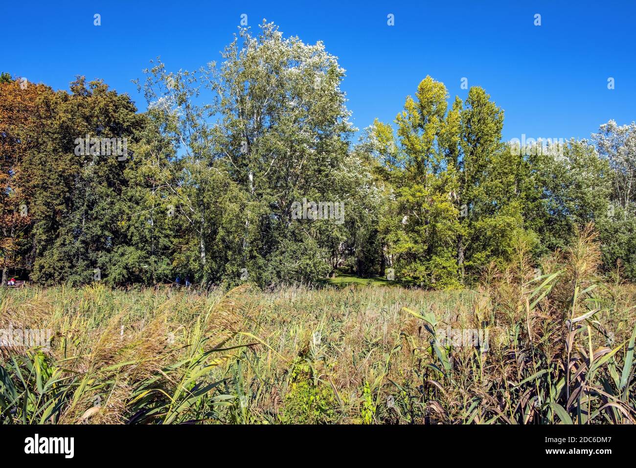 Paesaggio autunnale di un bosco misto europeo con un folto di alberi decidui e conifere nella foresta di Las Kabacki nella regione di Mazovia vicino a Varsavia, Polonia Foto Stock