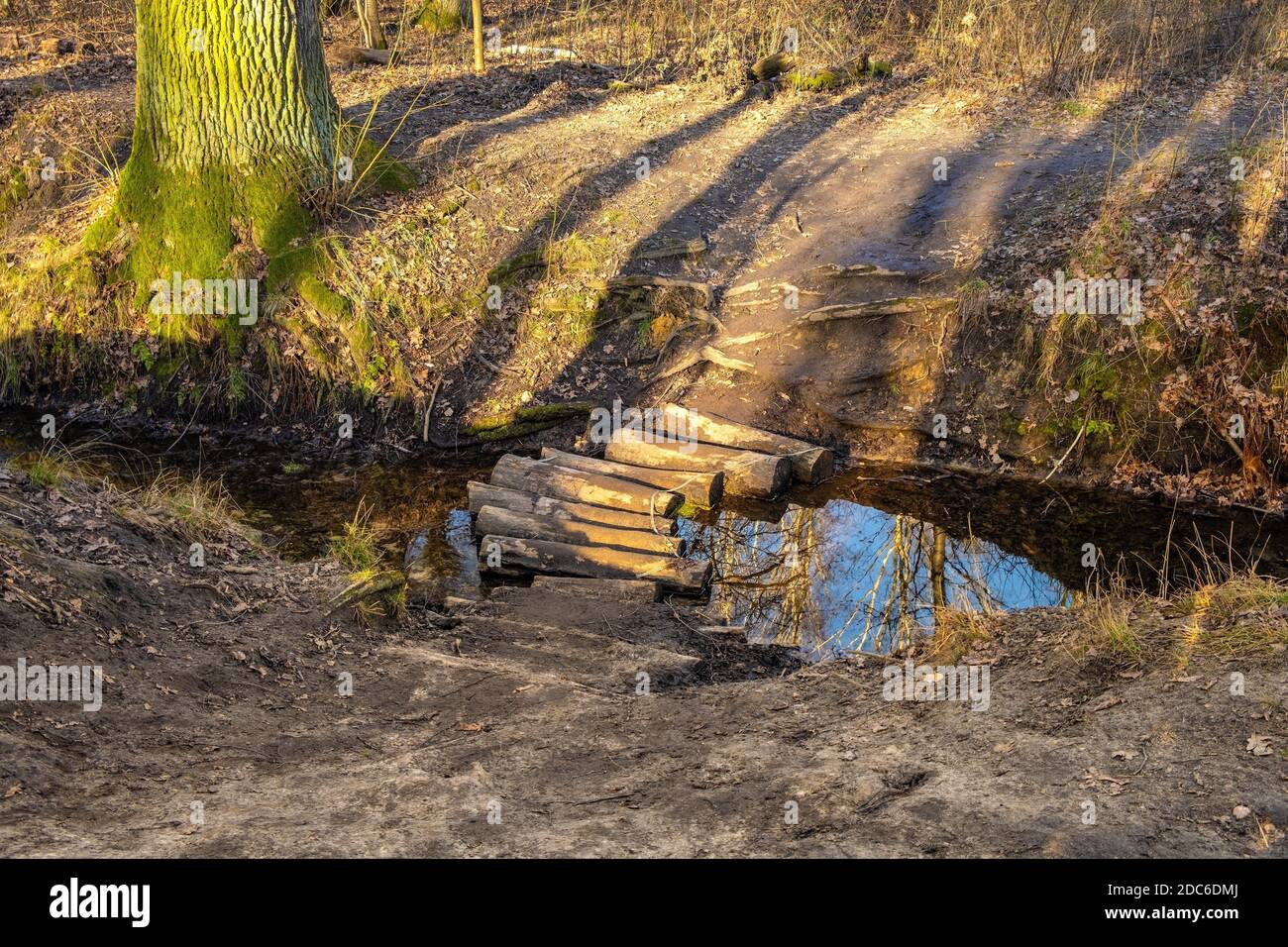Fossa di drenaggio in un bosco misto europeo con fossa di alberi decidui e conifere nella stagione invernale senza neve nella foresta di Las Kabacki a Mazovia regi Foto Stock