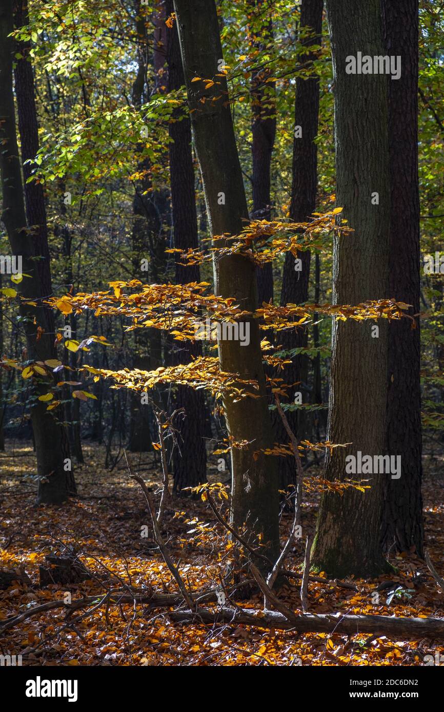 Paesaggio autunnale di un bosco misto europeo con un folto di alberi decidui e conifere nella foresta di Las Kabacki nella regione di Mazovia vicino a Varsavia, Polonia Foto Stock