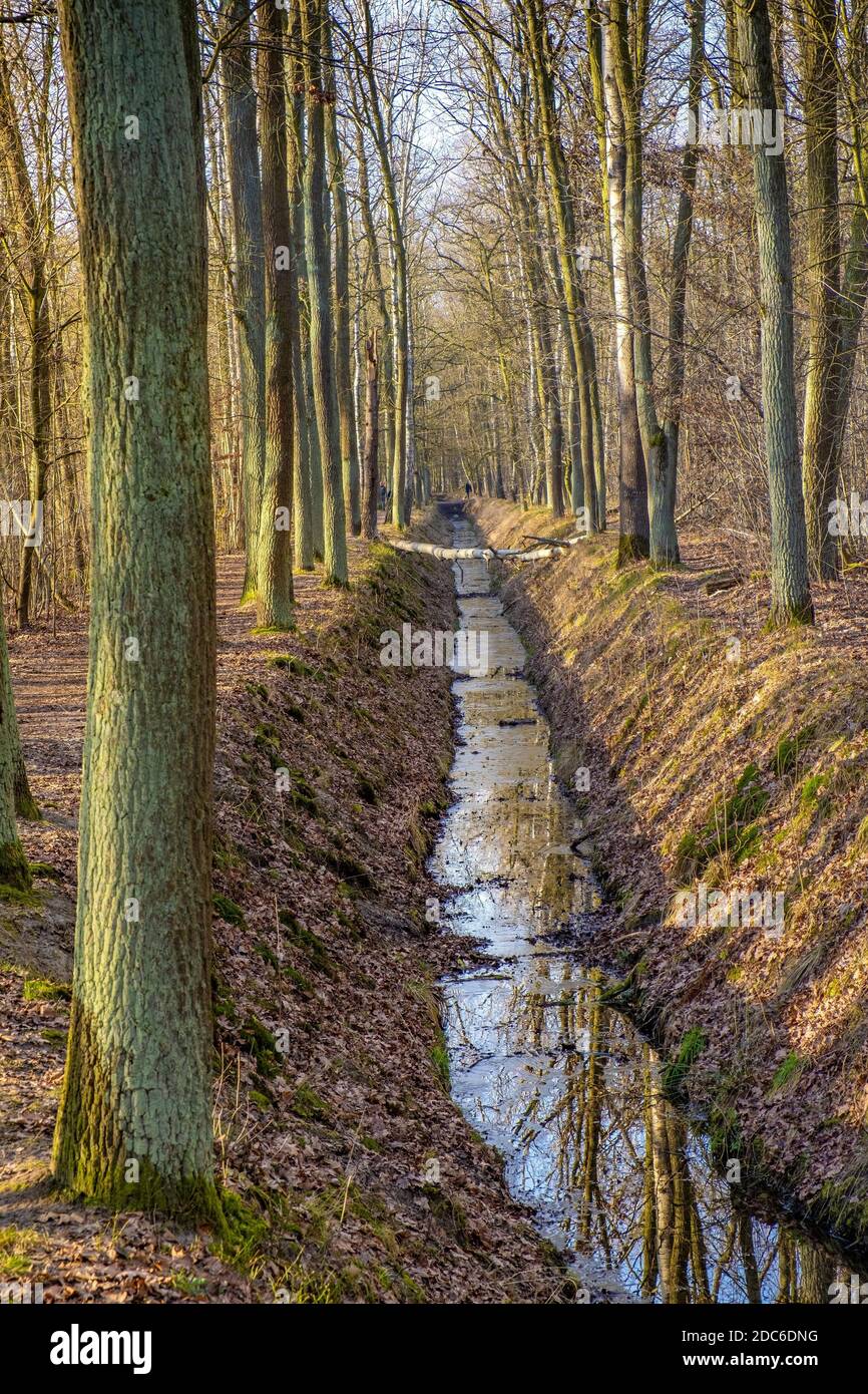 Fossa di drenaggio in un bosco misto europeo con fossa di alberi decidui e conifere nella stagione invernale senza neve nella foresta di Las Kabacki a Mazovia regi Foto Stock