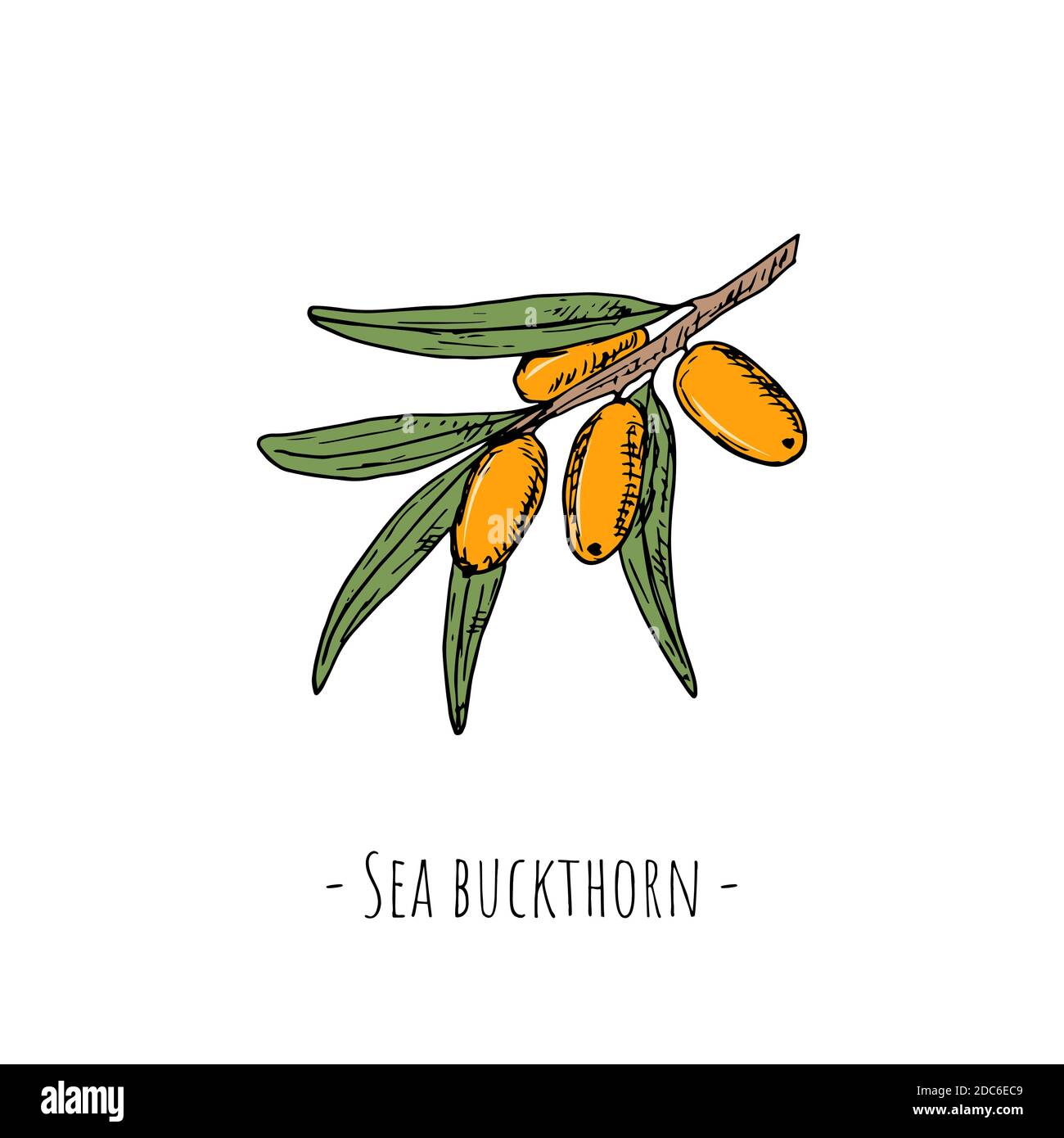 Fibbie di mare. Illustrazione di cartoni animati vettoriali. Oggetto isolato su bianco. Illustrazione Vettoriale