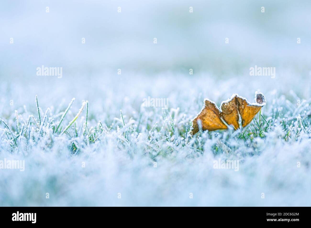 Gelo su foglia in inverno freddo sull'erba nel parco. Sfondo foglia di quercia naturale. Erba congelata, la cui superficie è la foglia d'acero. Primo piano. Foto Stock