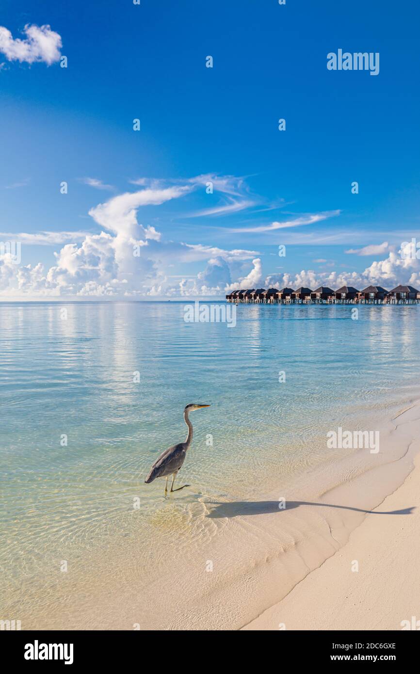 Grey Heron sorge in luce solare con ombra sulla spiaggia vicino al mare con ville sull'acqua. Viaggi estivi di lusso, paesaggio naturale Foto Stock