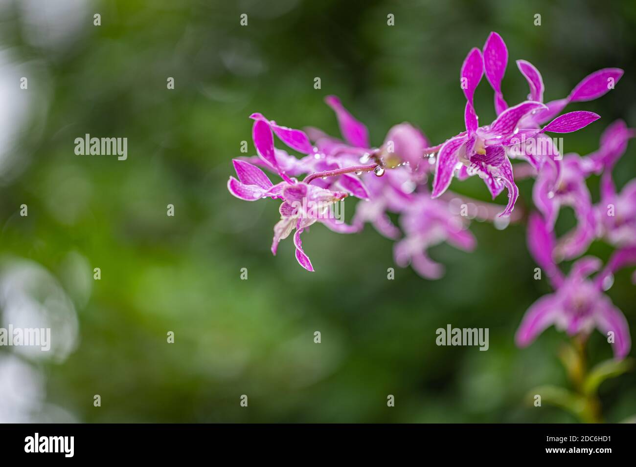 Le orchidee si chiudono dopo la pioggia all'interno del giardino. Fiori da sogno con la giungla tropicale bokeh sfocata, rosa porpora orchidea sfondo floreale Foto Stock