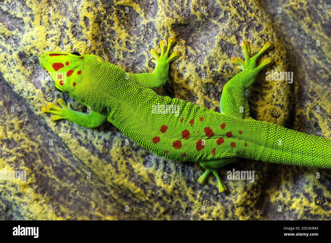 Single Madagascar Giant Day Gecko - latin Phelsuma grandis - lucertola arborea diurna nativamente abitante foresta tropicale del Madagascar, in uno zoologico Foto Stock