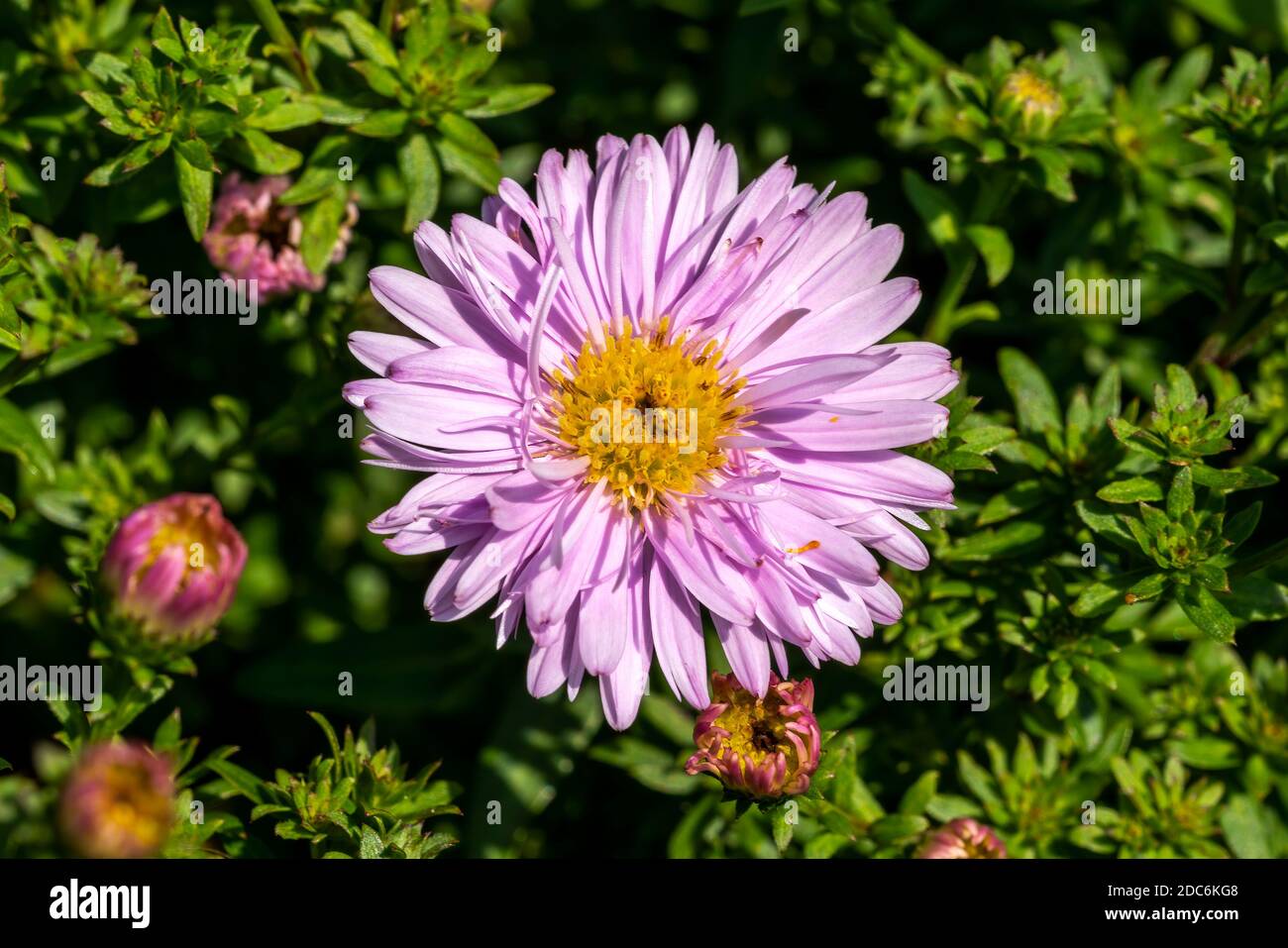 Aster Gioielli d'autunno 'Rose Quartz' una pianta rosa erbacea perenne estate fiore d'autunno comunemente conosciuta come Michaelmas Daisy, foto d'inventario Foto Stock