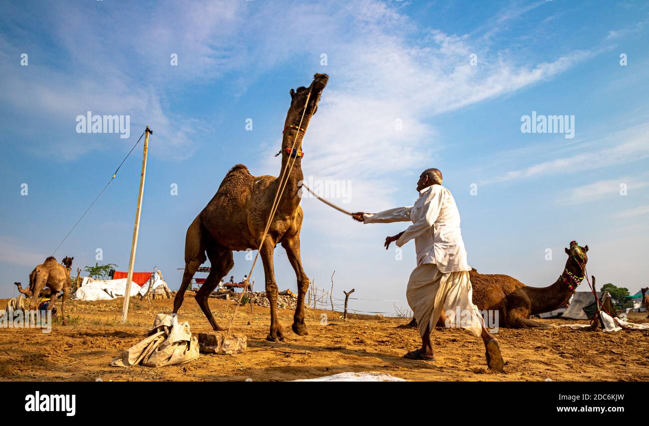 un contadino di rajasthan che batte il suo cammello con bastone Foto Stock