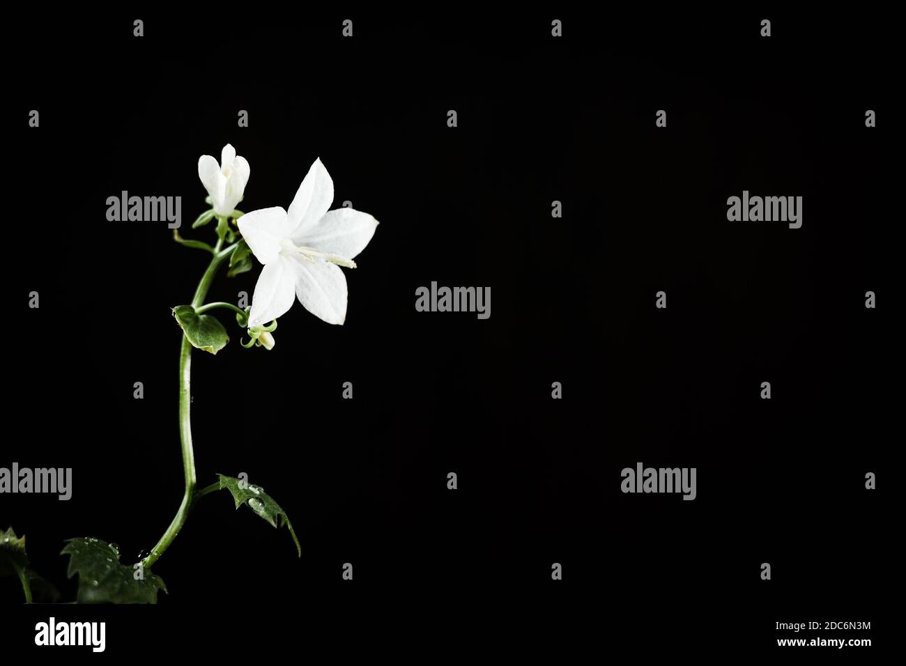 Fiore campanula bianco su sfondo nero Foto Stock