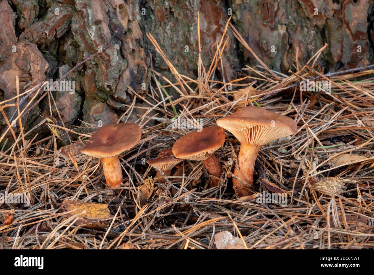 Fungus crescita nella foresta, Suffolk, Regno Unito Foto Stock