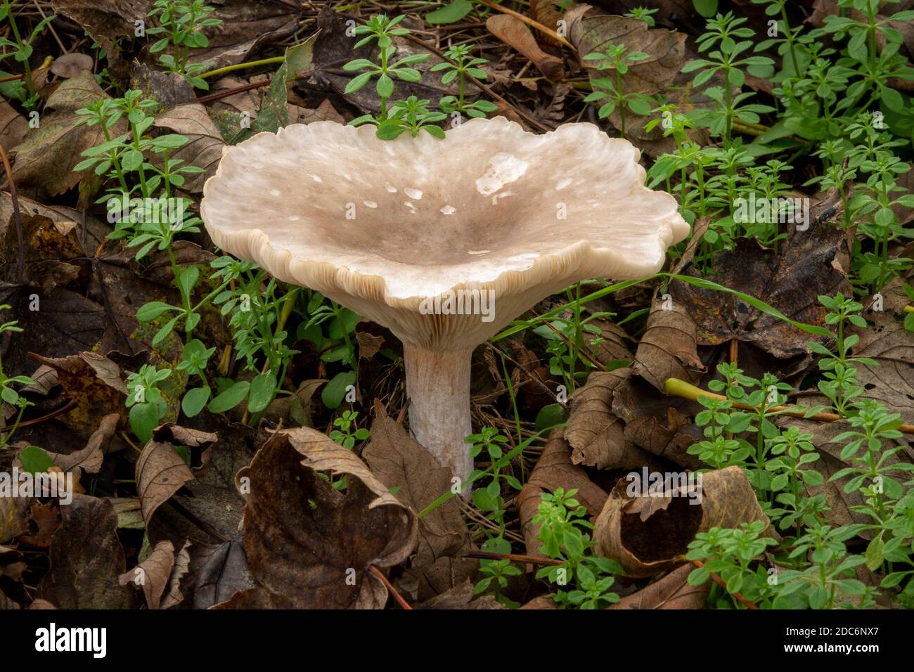 Fungus crescita nella foresta, Suffolk, Regno Unito Foto Stock