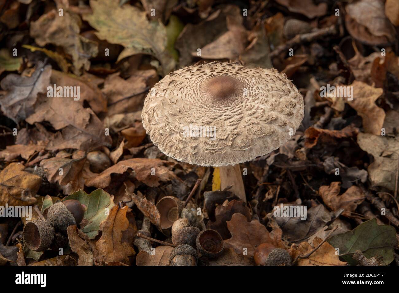 Parasol Mushroom a Suffolk, Regno Unito Foto Stock
