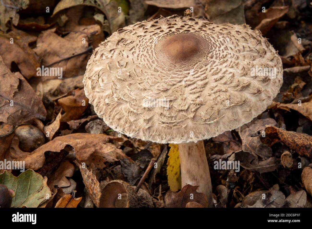 Parasol Mushroom a Suffolk, Regno Unito Foto Stock