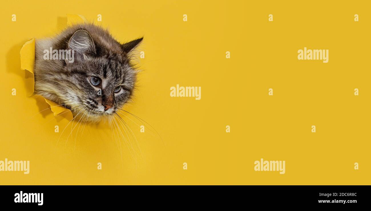 Un gatto peloso di con un aspetto intelligente attento guarda fuori da un foro strappato nella carta gialla. Banner lungo e largo Foto Stock