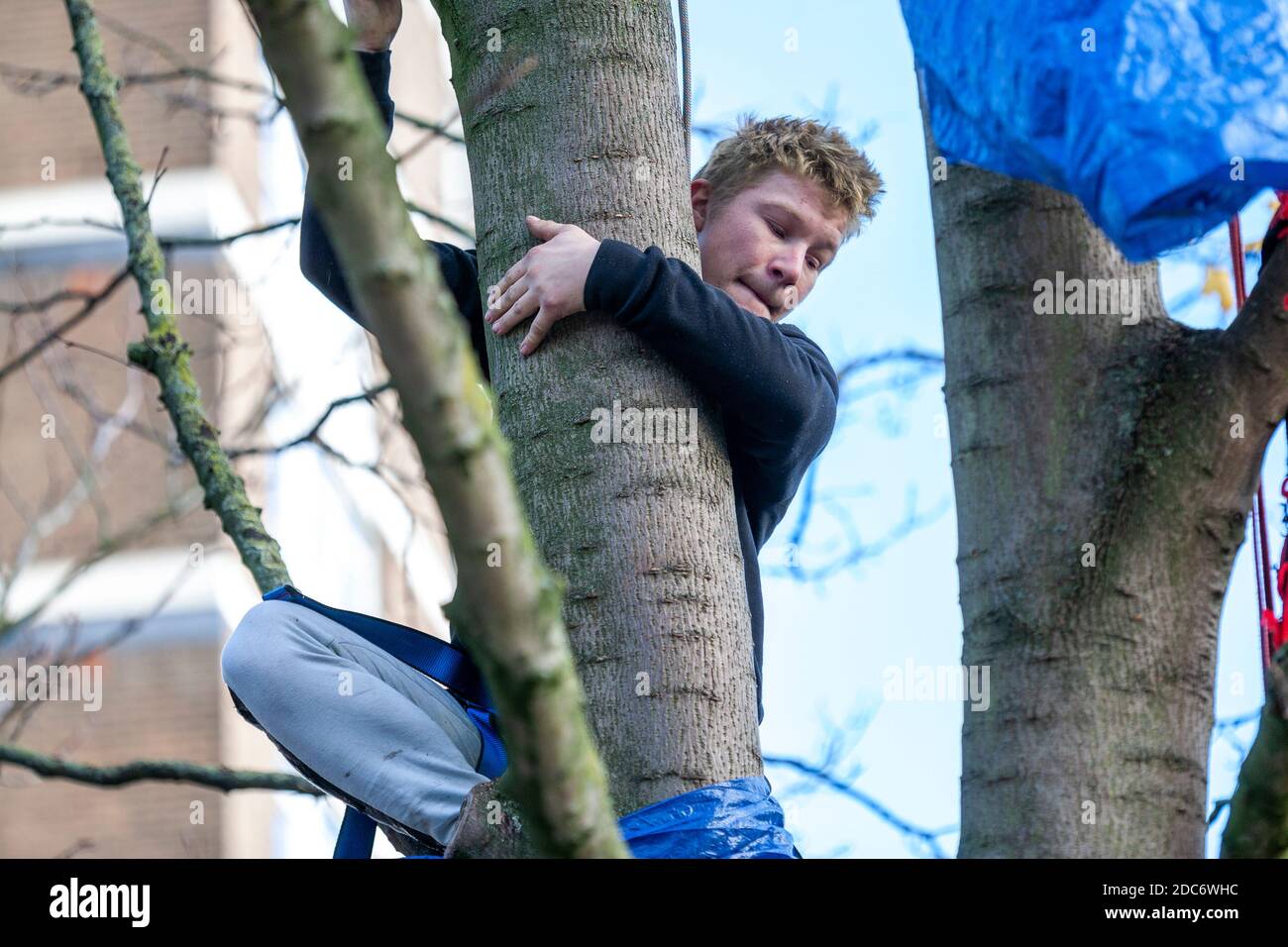 Estinzione il protetore ribellione sale su un albero maturo, Dixon Clark Court. Foto Stock