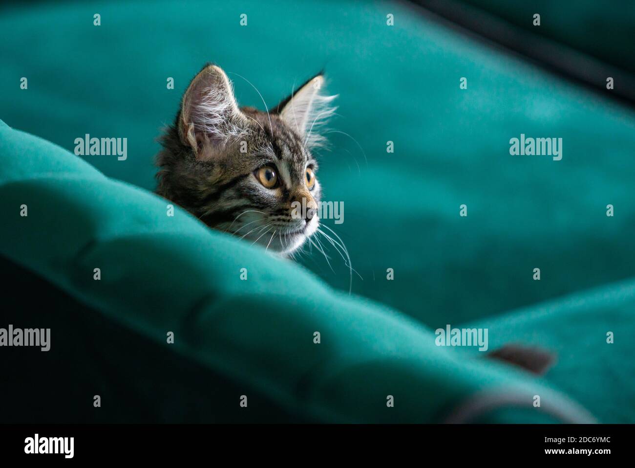 il gattino è molto bello. gattino grigio Foto Stock
