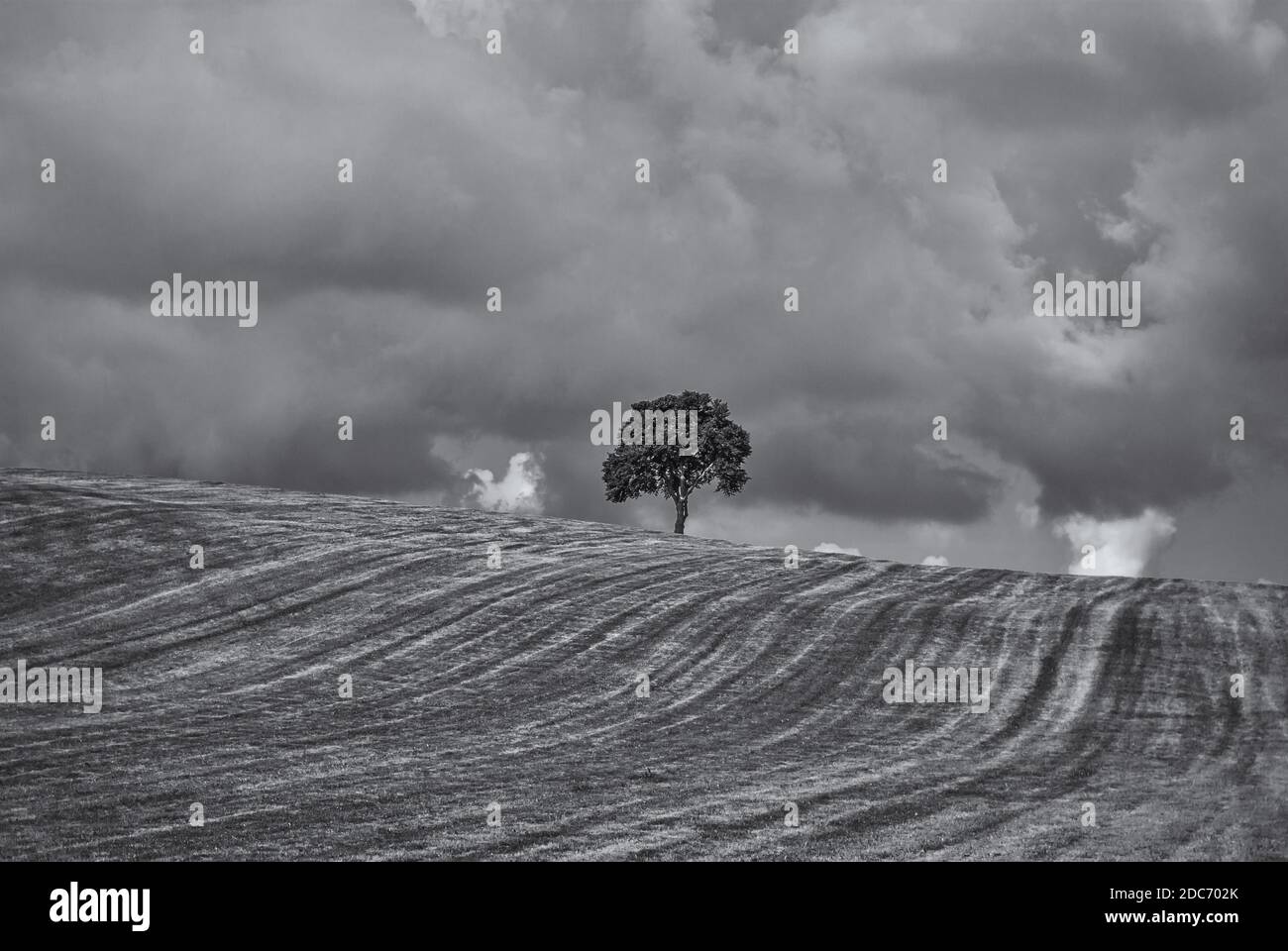 Albero singolo su una collina in un'area rurale in estate in un'atmosfera di tempesta. Foto Stock