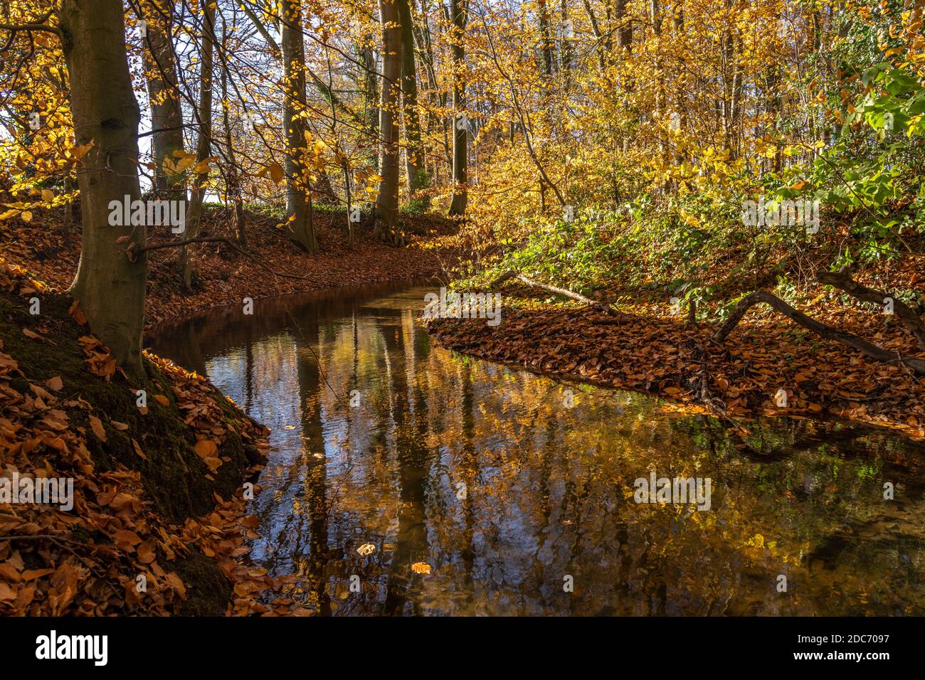 Herbst am Bach im Wald bei Havixbeck, Münsterland, Nordrhein-Westfalen, Deutschland | Foresta d'autunno con piccolo fiume vicino Havixbeck, regione di Muenster Foto Stock