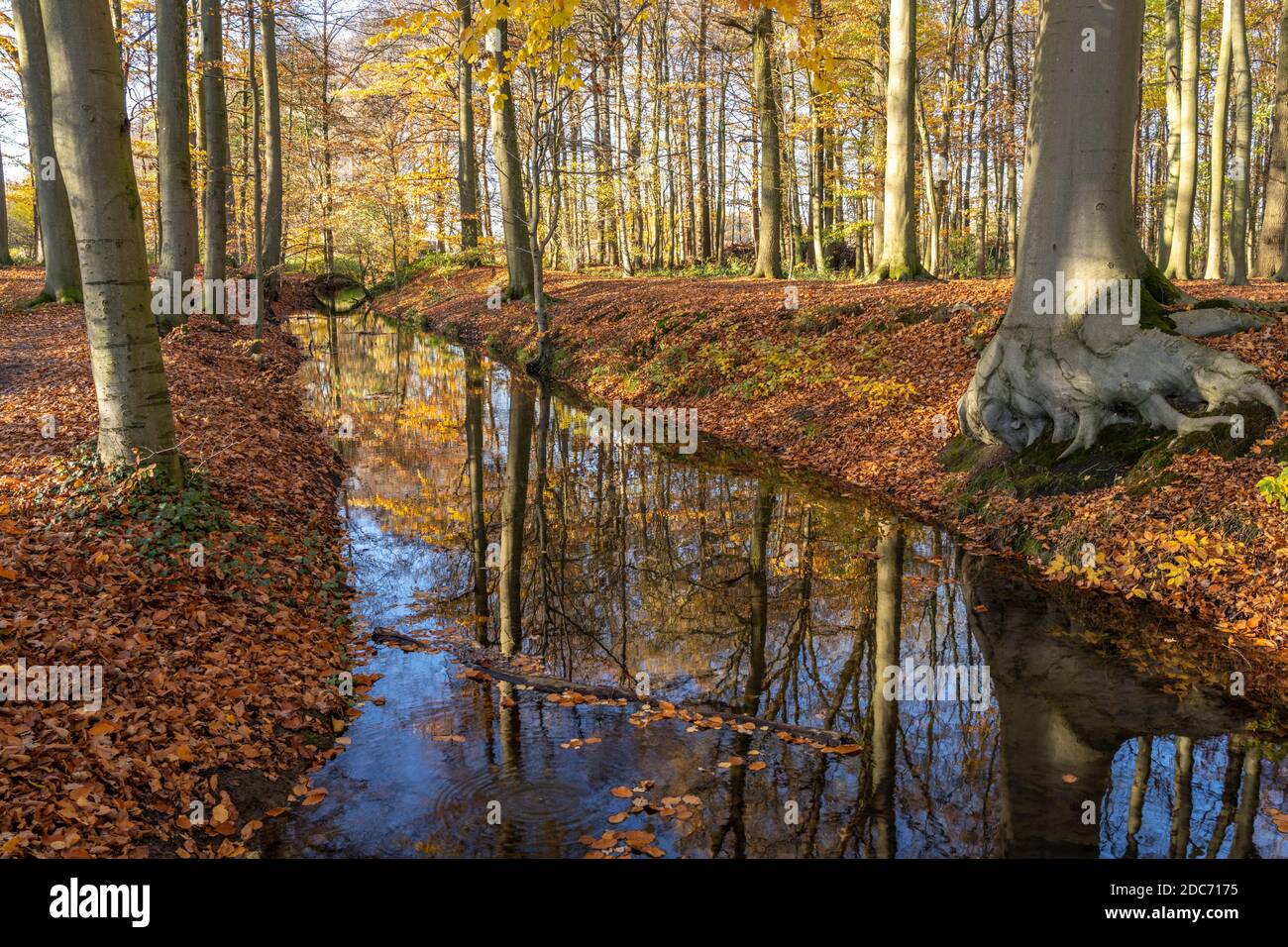 Herbst am Bach im Wald bei Havixbeck, Münsterland, Nordrhein-Westfalen, Deutschland | Foresta d'autunno con piccolo fiume vicino Havixbeck, regione di Muenster Foto Stock
