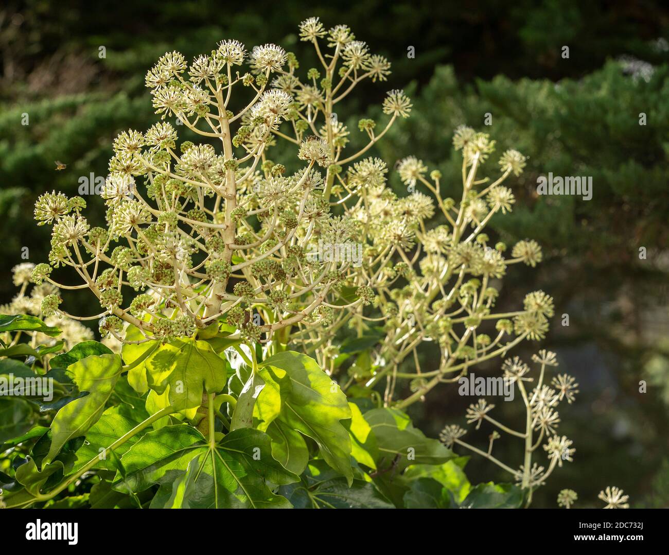 Fatsia japonica in fiore - un arbusto sempreverde nella famiglia Araliaceae, noto anche come la pianta della carta, fig lasciato palm Foto Stock