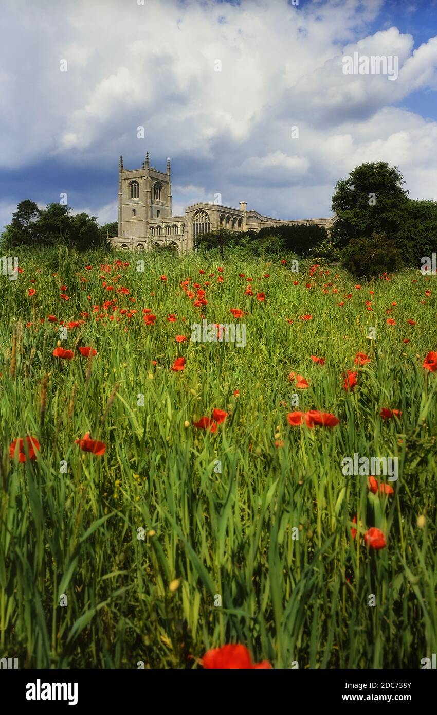 Campo di papavero di Holy Trinity Collegiate Church, Tatterwall, Lincolnshire, Inghilterra, Regno Unito Foto Stock