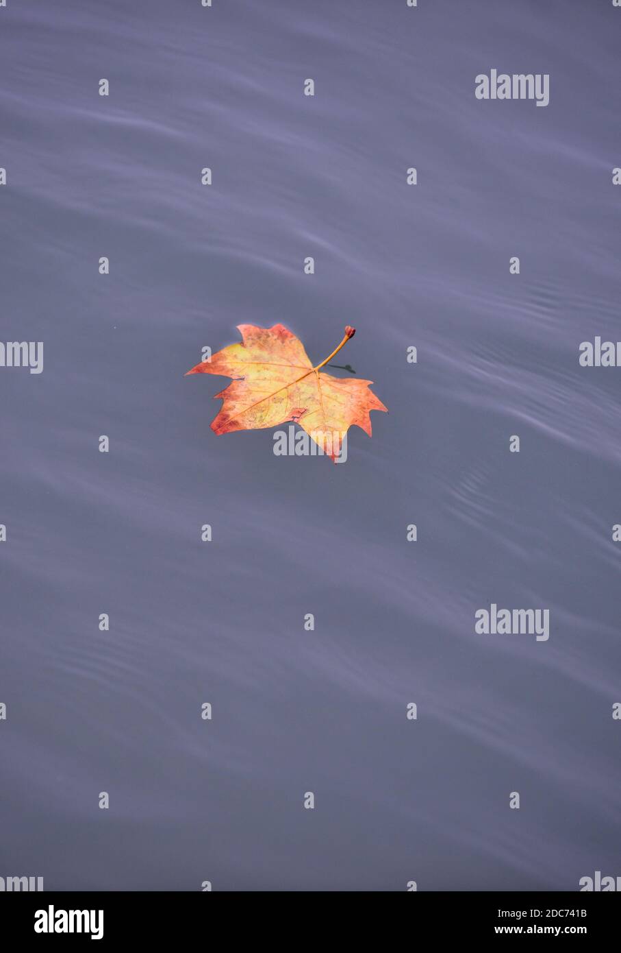 Foglia d'autunno sulla superficie dell'acqua Foto Stock
