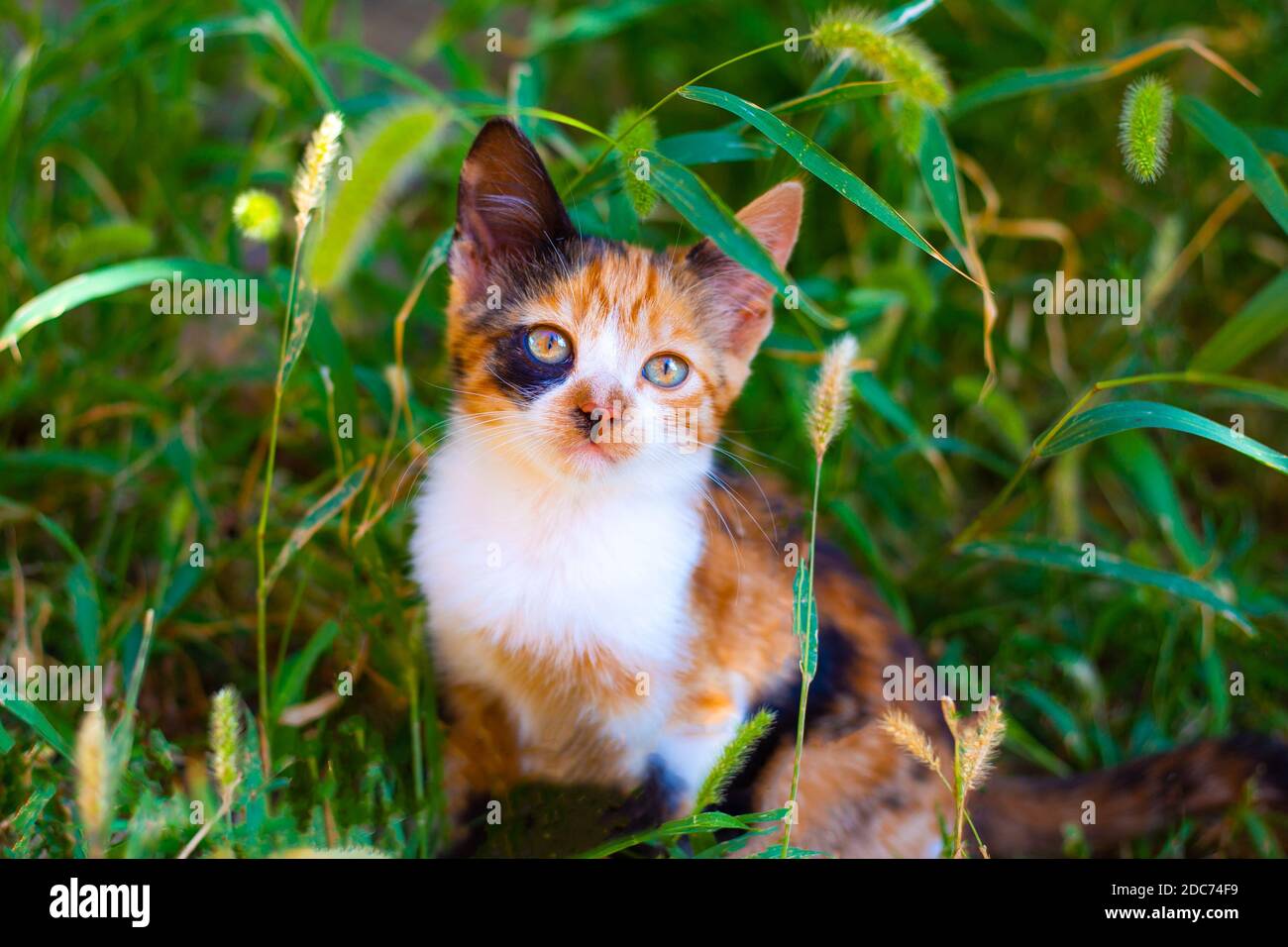 giovane cucciolo rosso macchiato seduto in erba verde, primo piano. Foto Stock