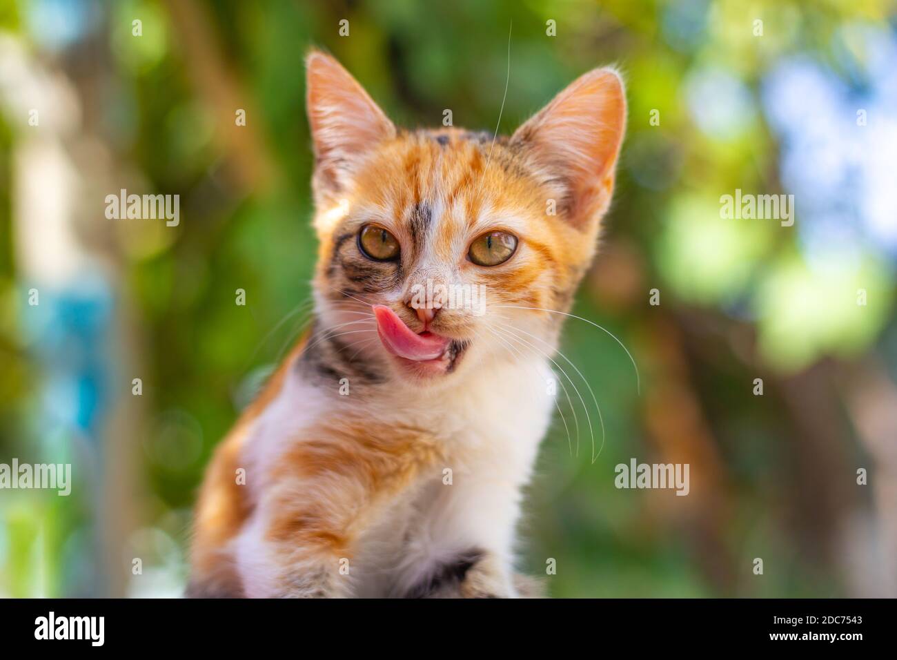 un piccolo gattino macchiato di zenzero leccò le labbra dopo aver mangiato, attaccando la lingua. Alimentazione corretta dell'animale domestico. Foto Stock