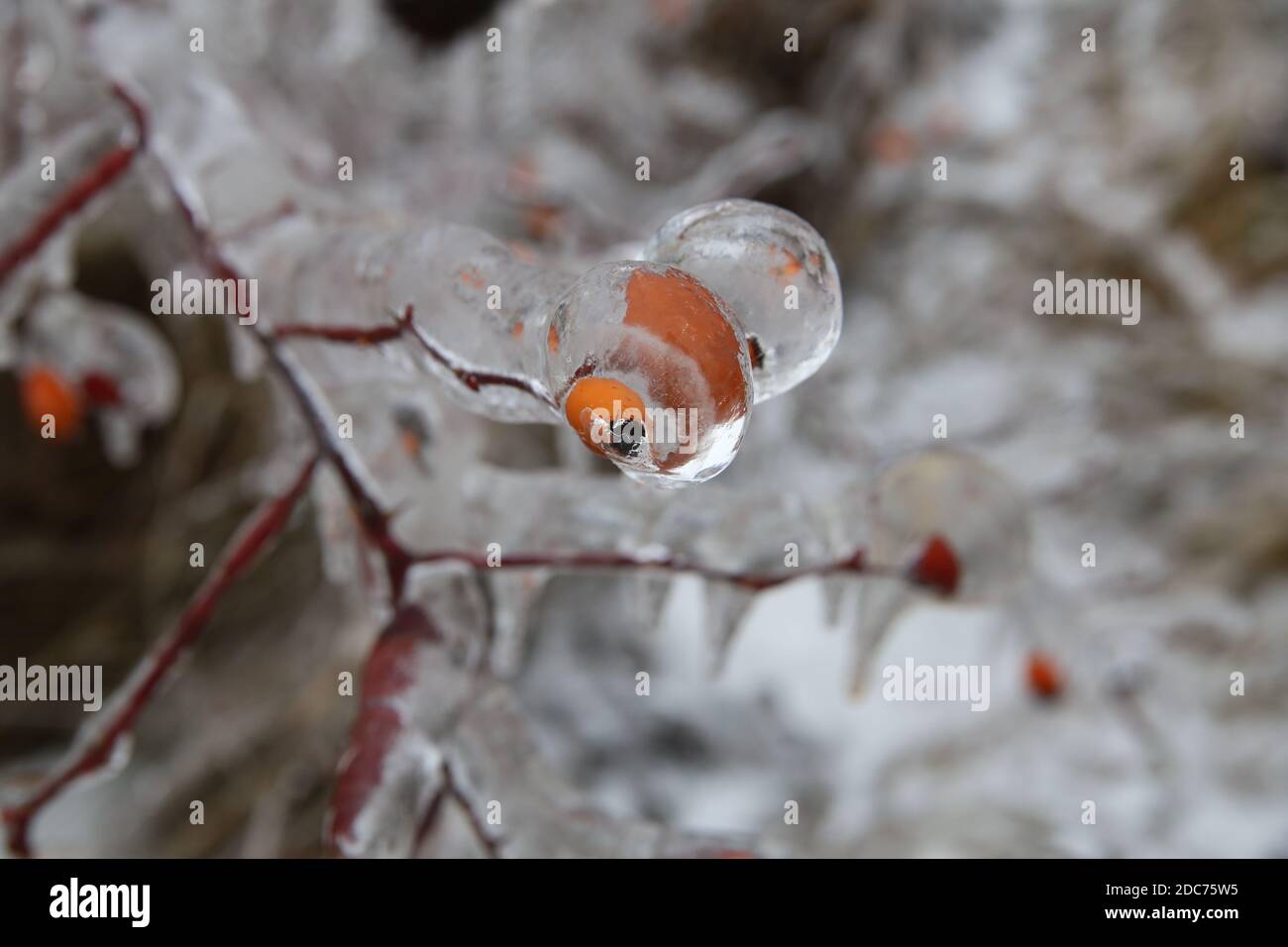 Alberi in inverno, congelati, nel parco Foto Stock