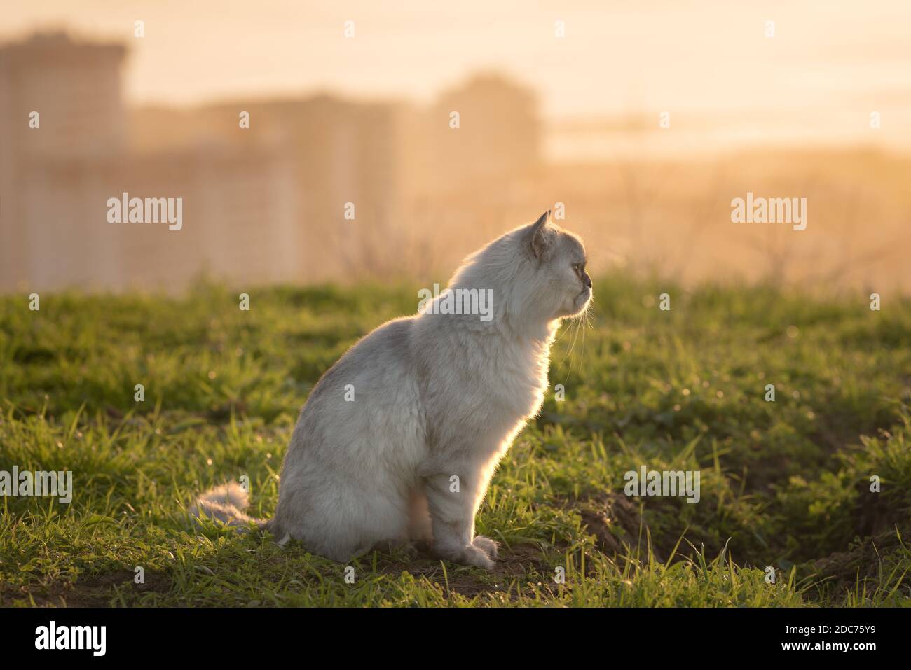 Bellissimo gatto seduto fuori sull'erba al tramonto. Cat all'aperto Foto Stock