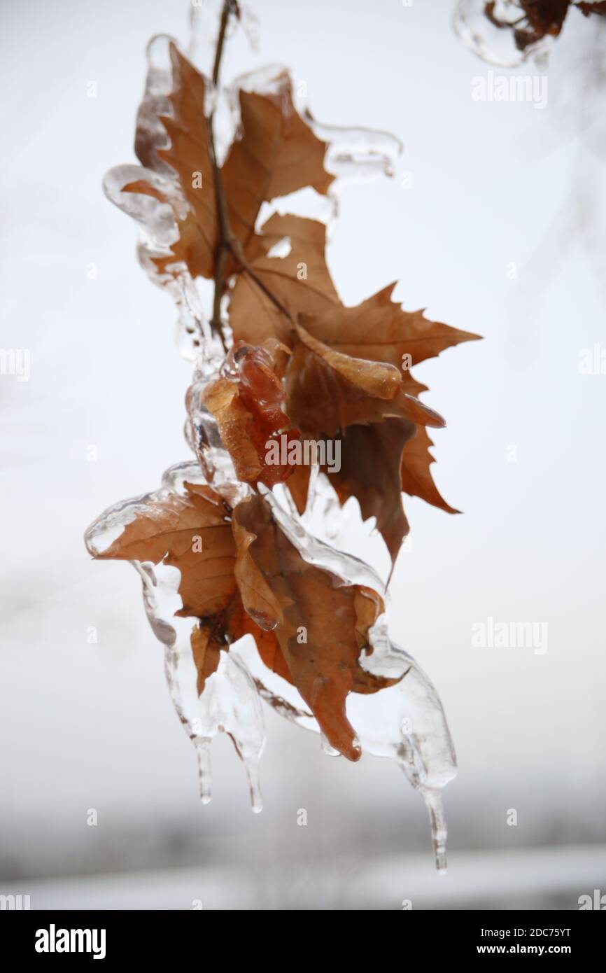 Alberi in inverno, congelati, nel parco Foto Stock