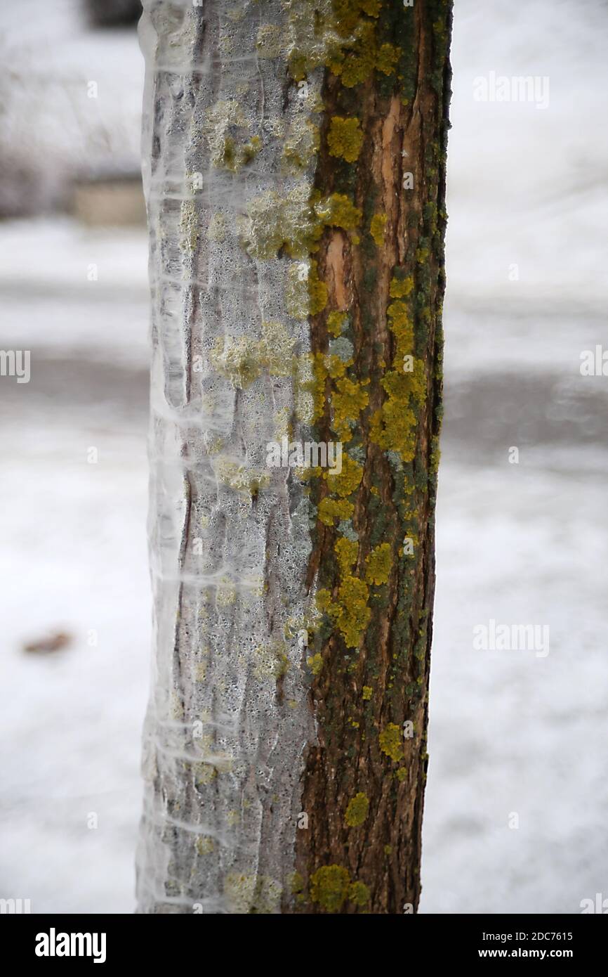 Albero congelato in inverno nel parco Foto Stock