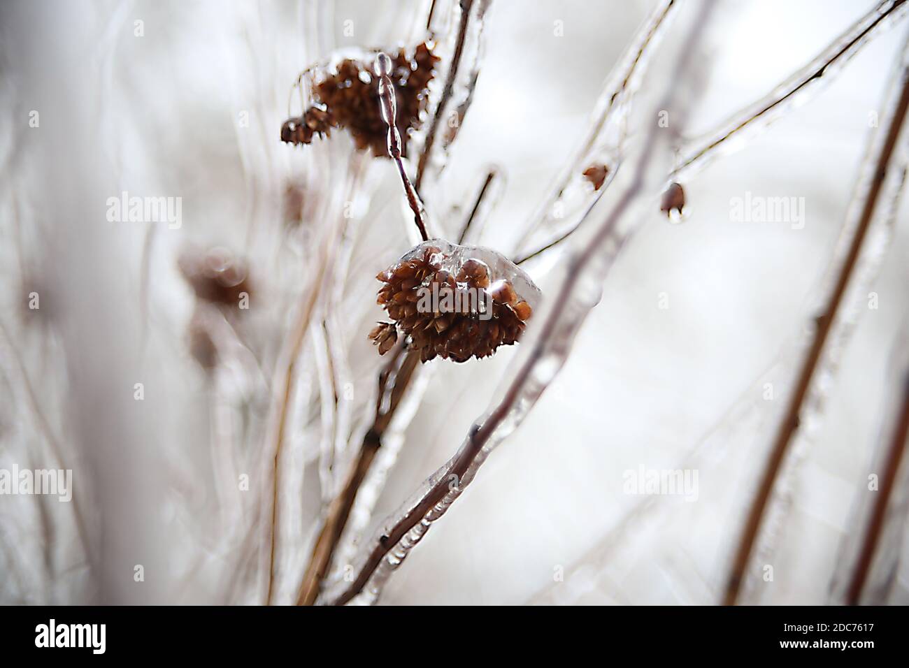 Rose surgelate in inverno nel parco Foto Stock