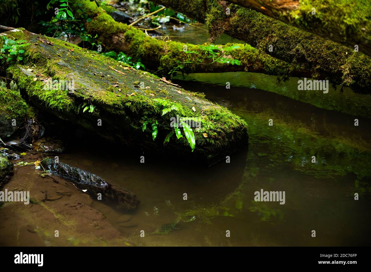 polmone verde del pianeta, foreste primordiali in germania, cambiamenti climatici Foto Stock
