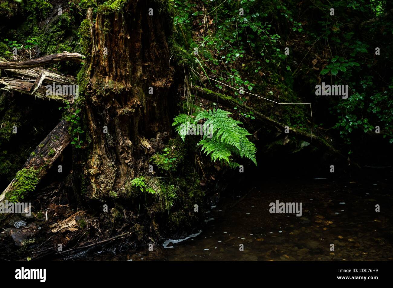 polmone verde del pianeta, foreste primordiali in germania, cambiamenti climatici Foto Stock