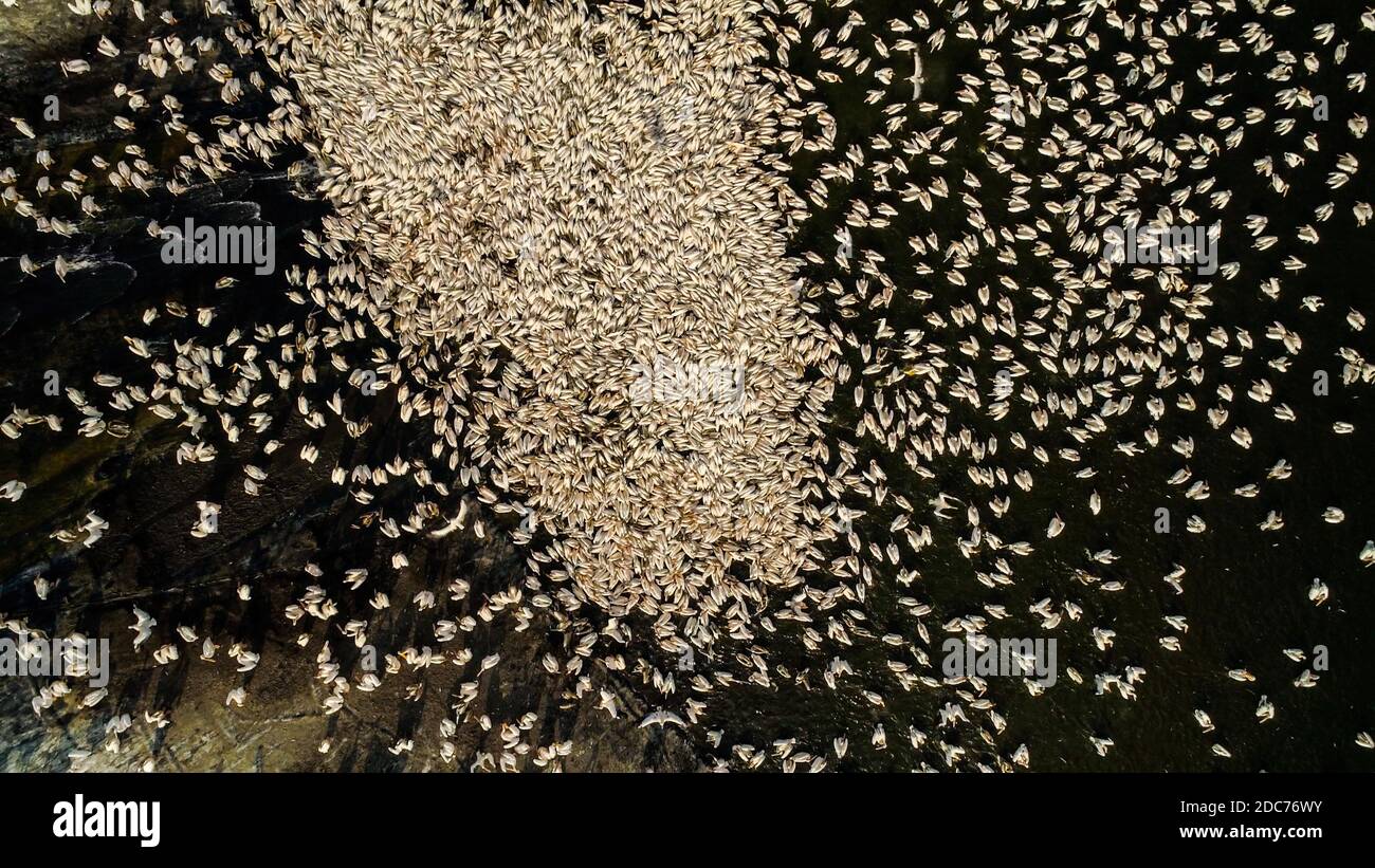 Drone fotografia di un grande gregge di grande pellicano bianco (Pelecanus onocrotalus) conosciuto anche come il pellicano bianco orientale, pelano rosato o peli bianchi Foto Stock