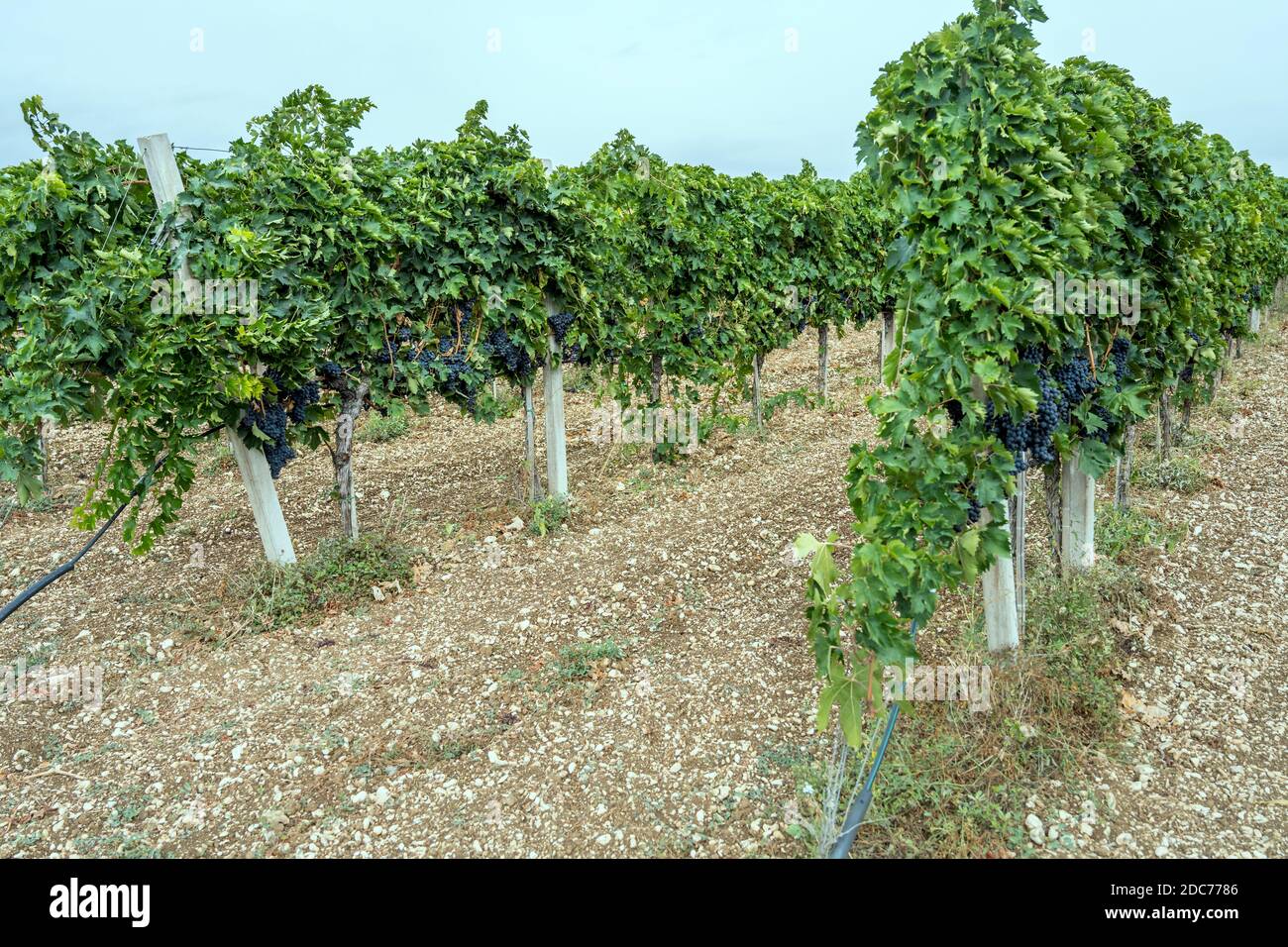 Filari di vite con una miriade di grappoli di uva nera maturi in vigna nei pressi di Raiano, l'Aquila, Abruzzo, Italia Foto Stock
