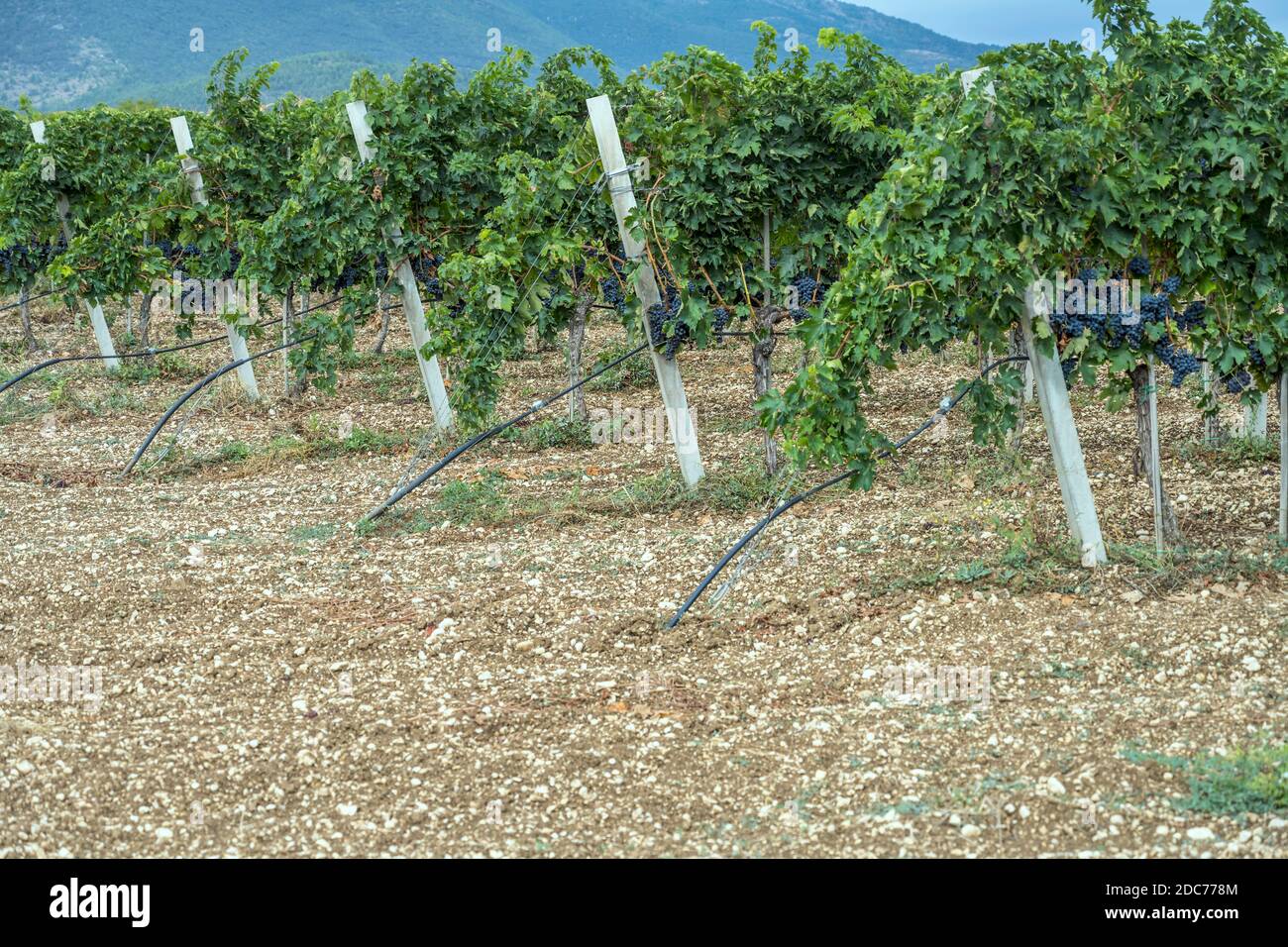 Filari di vite con molti grappoli di uva nera maturi in vigna nei pressi di Raiano, l'Aquila, Abruzzo, Italia Foto Stock