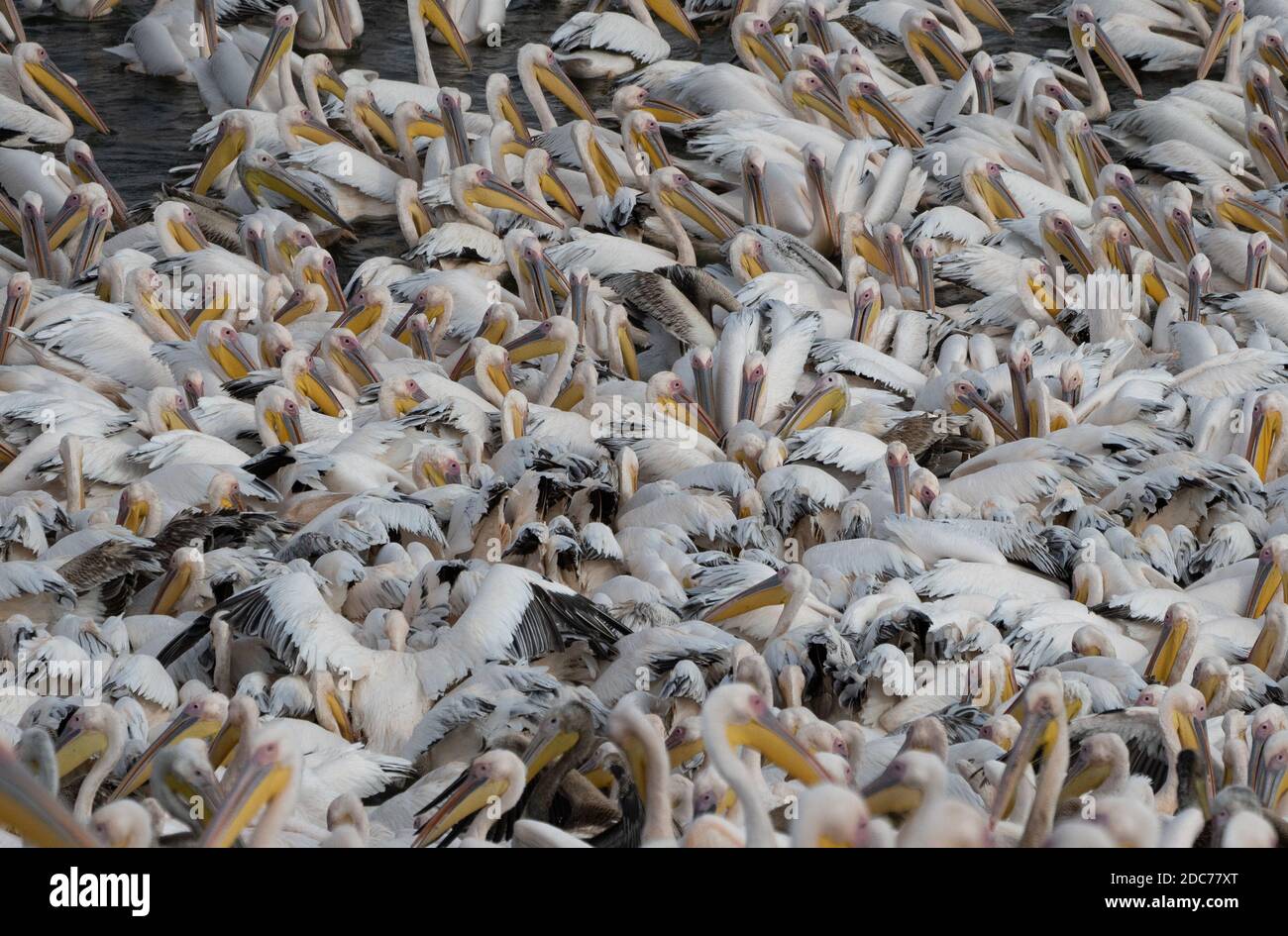 Il grande gregge di grande pellicano bianco (Pelecanus onocrotalus) conosciuto anche come il pellicano bianco orientale, il pellicano rosato o il pellicano bianco è un uccello nel pe Foto Stock