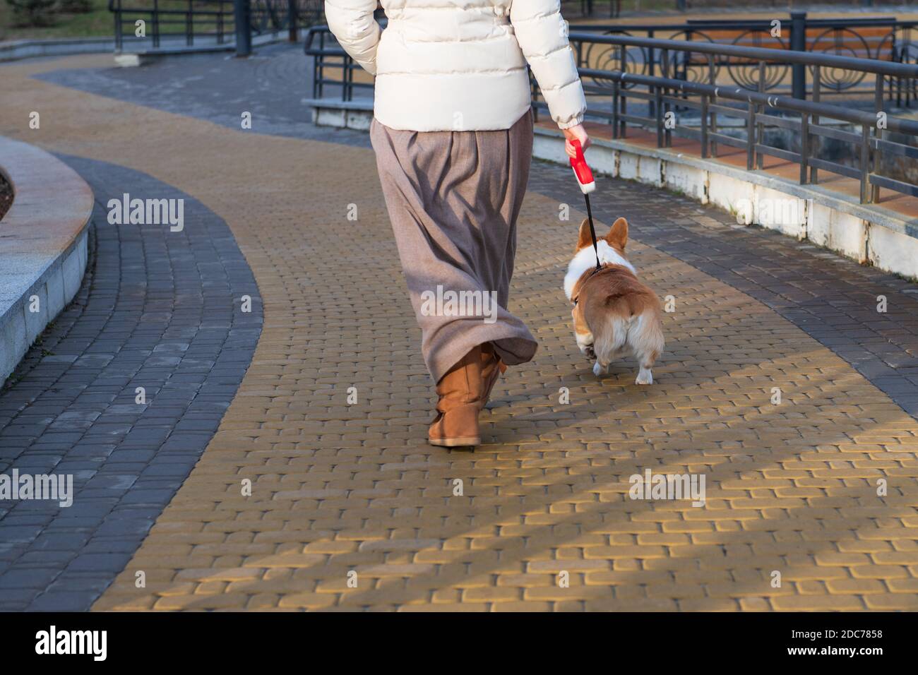 Donna che cammina con i corgi in una soleggiata giornata invernale al parco. Piccolo cane purosangue al guinzaglio. Foto Stock
