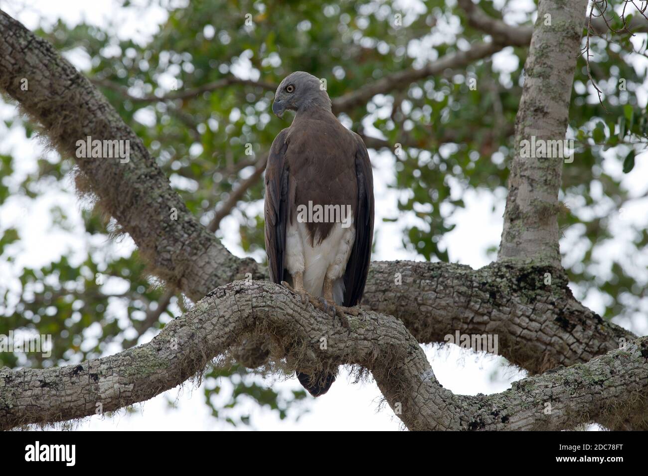 Aquila di pesce a testa grigia appollaiata in un albero che si affaccia sul lago Foto Stock