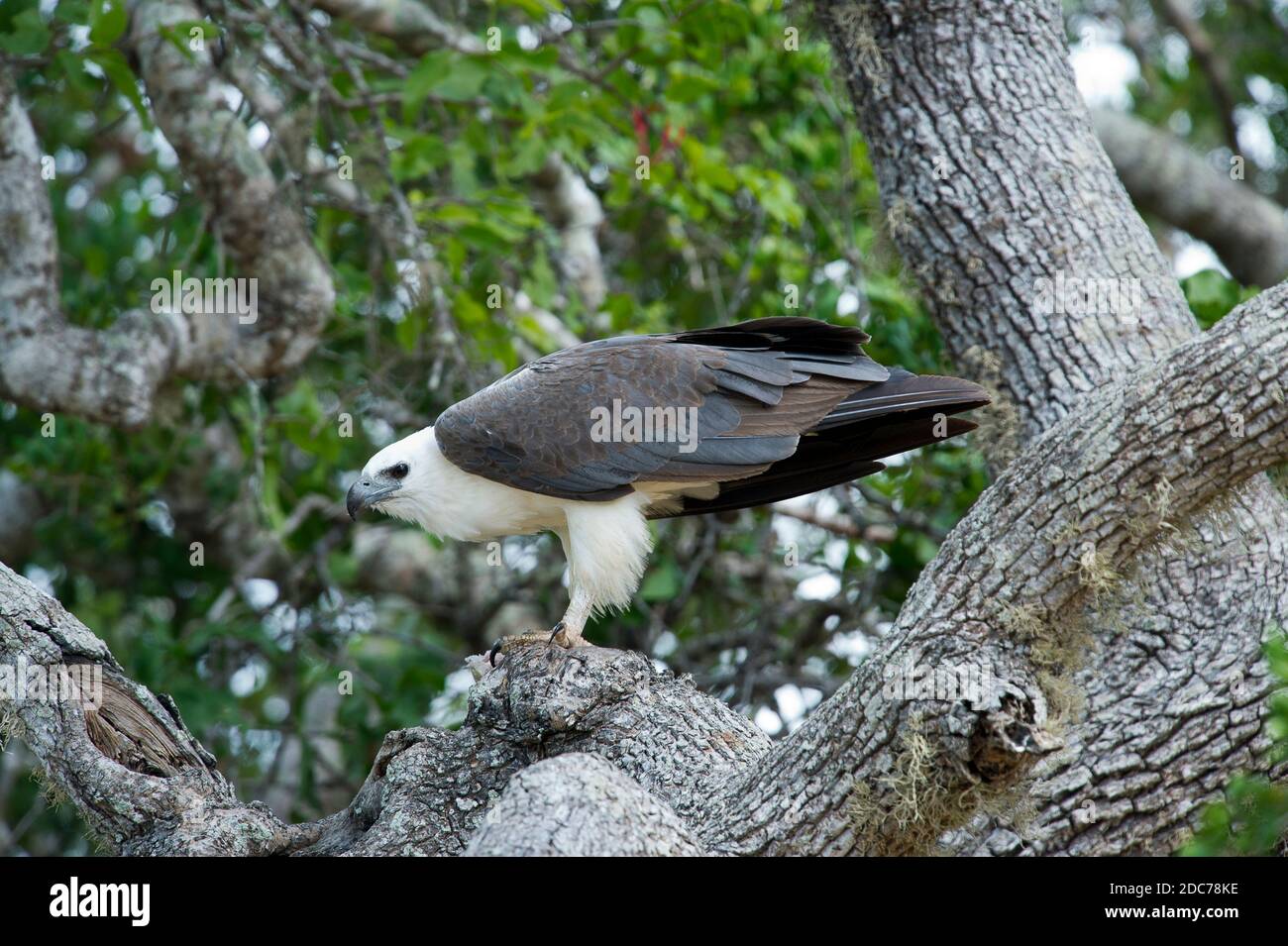 Aquila di mare dal colore bianco con un pesce nell'albero Foto Stock