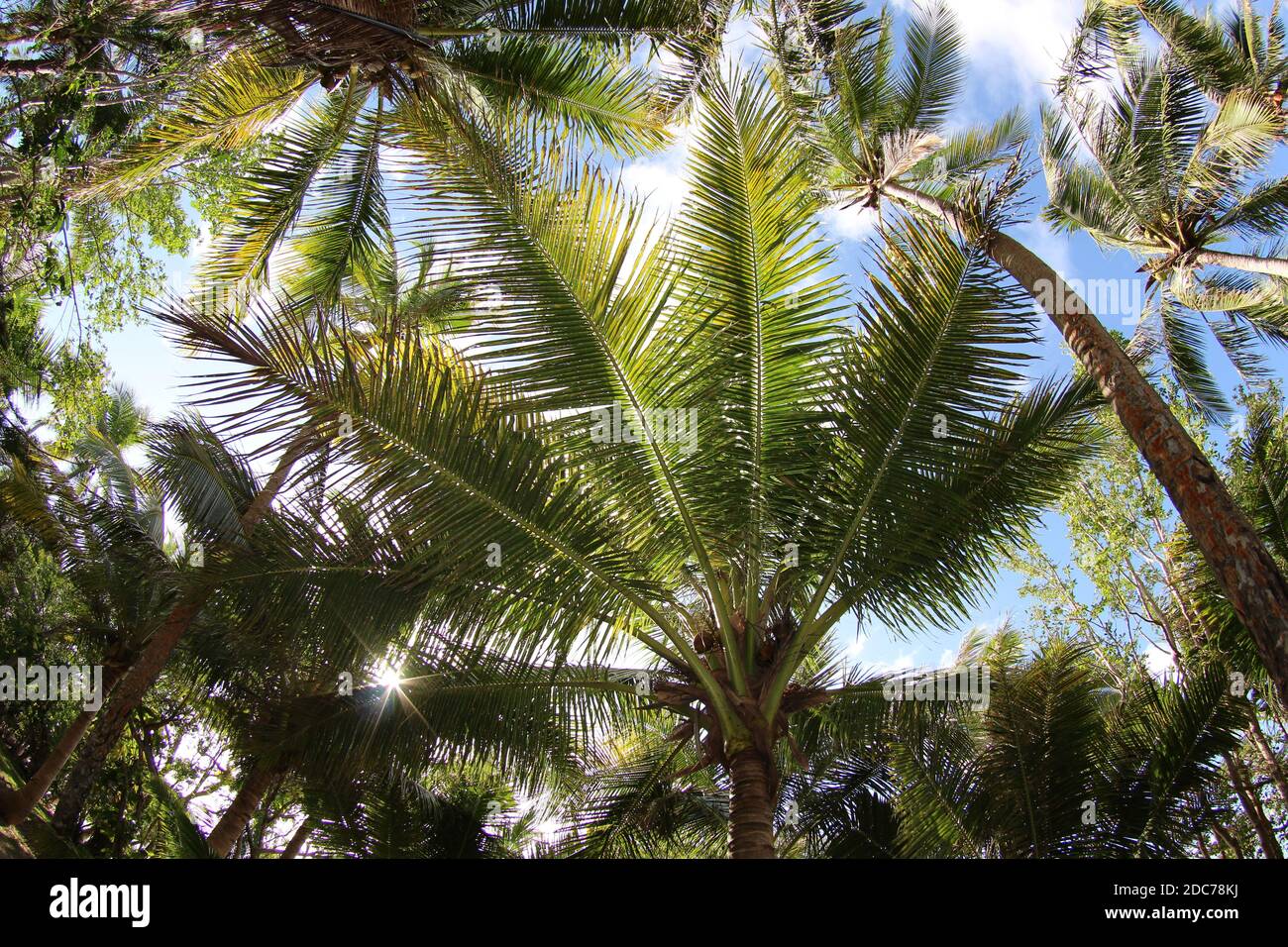 Lifou Palm fronts Foto Stock