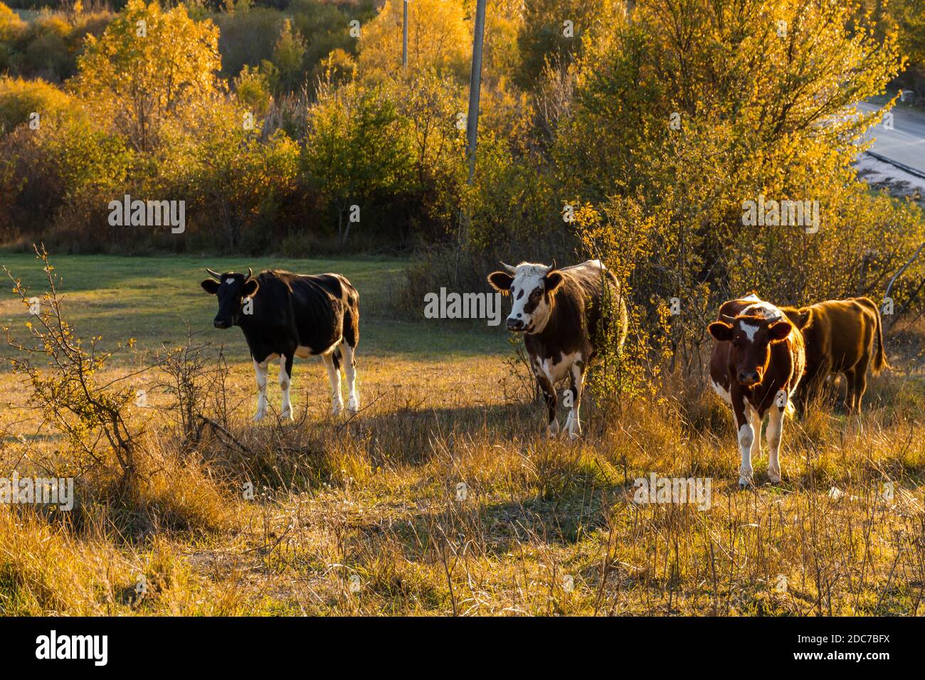 Una mandria di mucche sullo sfondo della foresta autunnale. Belle mucche rosse e bianche e vitelli pascolano la sera nel prato. lan colorata autunno Foto Stock