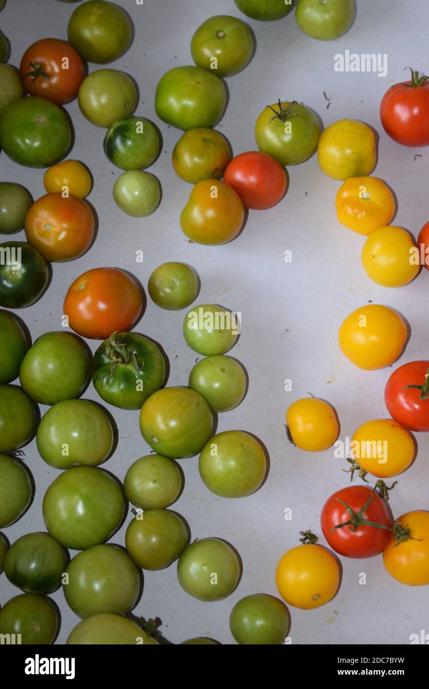 raccolta del pomodoro Foto Stock