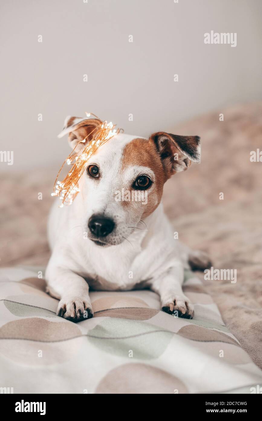 Cane divertente con ghirlanda frizzante natalizia sulla testa, pronto per la masquerade Foto Stock