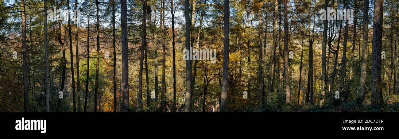 Foto panoramica della foresta con olmo e cenere Foto Stock