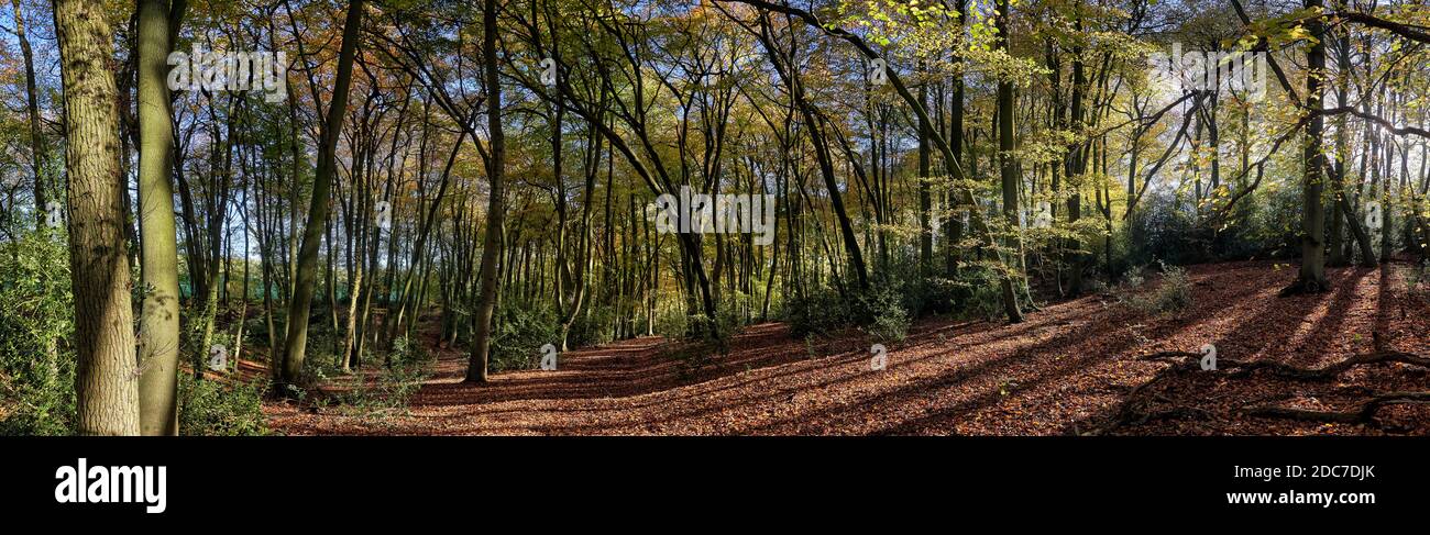 Fotografia panoramica della luce del sole che passa attraverso gli alberi nella foresta Foto Stock