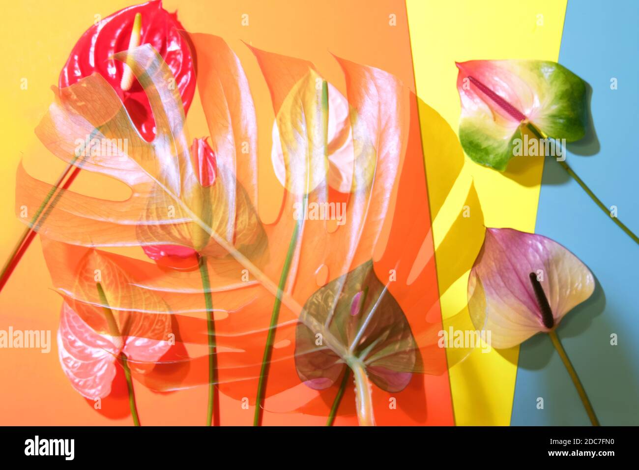 Di foglie di palma con colorati anthurium fiori sul trendy sfondo colorato. Concetto di estate. Foto Stock