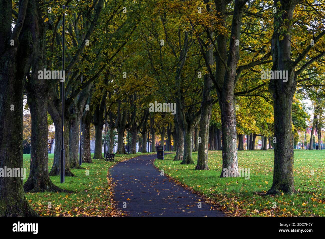 Percorso alberato in autunno a Victoria Park, Leicester, Inghilterra Foto Stock