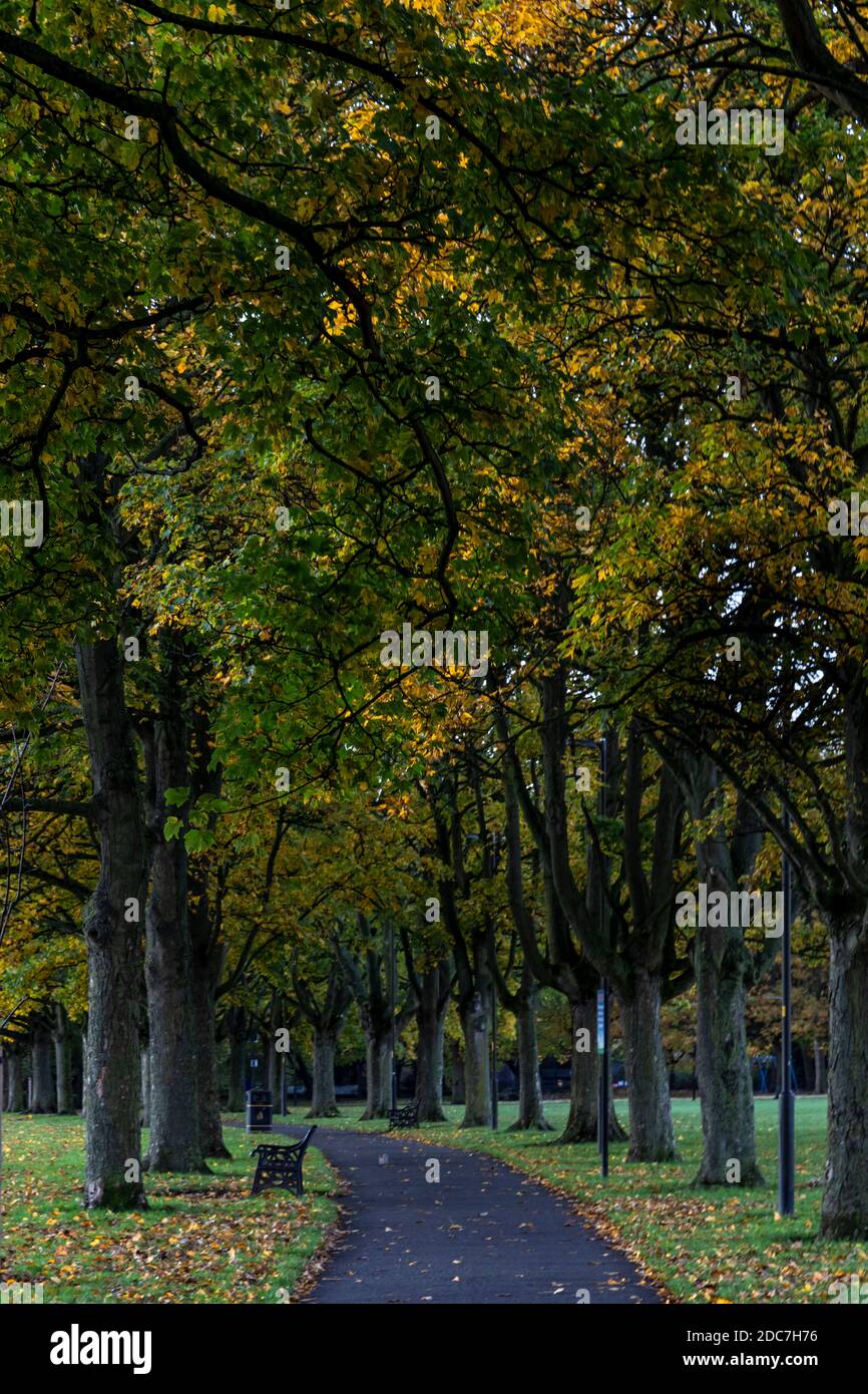 Percorso alberato in autunno a Victoria Park, Leicester, Inghilterra Foto Stock